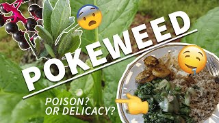 Pokeweed Poison or Good Eats 🌿💀 [upl. by Mcgee314]