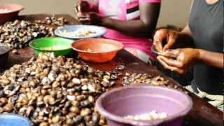 Cashew Nut Processing  Peace Corps Ghana [upl. by Ahsahtan]