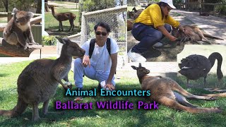 Visiting Ballarat Wildlife Park [upl. by Ahsikar]