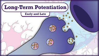 Memory and Learning LongTerm Potentiation LTP [upl. by Ahsap859]