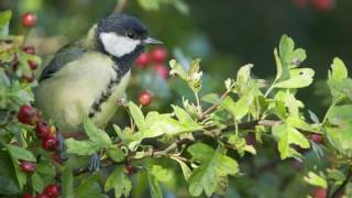 A focus on Hawthorn hedging All you need to know about Crataegus Monogyna [upl. by Rhonda]