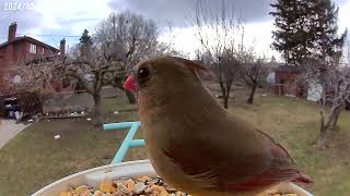 Captivating Female Cardinal Enchants the Netvue Smart Feeder [upl. by Kcirddahc]