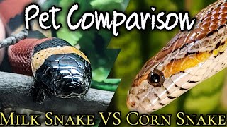 Pet Comparison Milk Snake VS Corn Snake [upl. by Elizabeth]