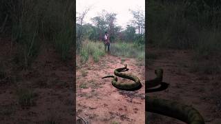 ASnake atact🪱trendingsubscribesnake vfxvideowildlifeshorts like youtubeshorts [upl. by Gnuoy]