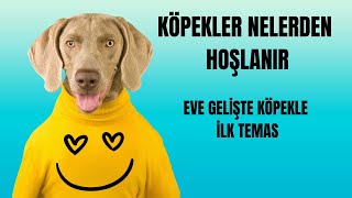 Köpeklerin Sevdiği 6 Şey Köpekler Nelerden Hoşlanır [upl. by Ardnala679]