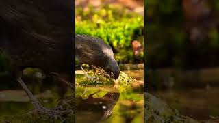 Turdus merula birds naturesoud [upl. by Spring]