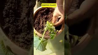 EASIEST AND SIMPLE WAY OF GROWING KARPOORAVALLI AJWAIN Trachyspermum ammi PLANT [upl. by Shela]