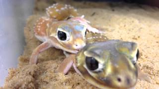 Knob Tailed Geckos Breeding  CrittaCam [upl. by Anisor]