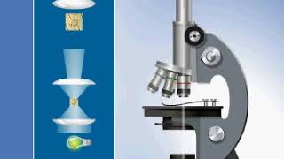 Principle of operation of the light microscope [upl. by Llerut]