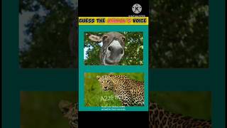 Guess The Animals Voice ❓ youtubeshorts paheliyan animalsname short animalsvideo [upl. by Hardden]