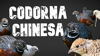 Codorna Chinesa  elevenlabsio [upl. by Bois]