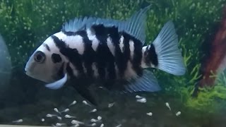 Convict cichlids breeding Eggs hatching and taking care of the new born fry [upl. by Goodman692]