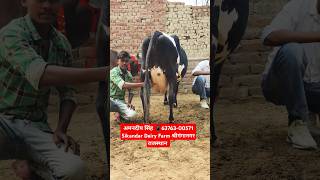 20 Letter Milk 👌 Top Class Jersey Sahiwal Original Breed Sahiwal Cow For Sale trending sahiwal [upl. by Winifred]