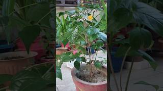 Harsringar plant flower ytshorts short garden flowering plant saritas Garden Creativity [upl. by Arundel]