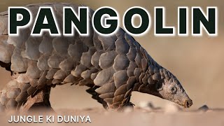 Pangolin  सल्लू सांप  लेकिन यह सांप बिल्कुल भी नहीं है  pangolin sallusanp sallusaap [upl. by Ahsatam]