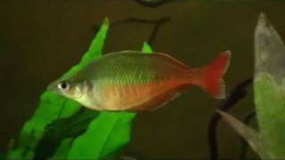 Chilatherina bleheri Regenbogenfisch  Blehers Regenbogenfisch  Lake Holmes rainbowfish [upl. by Philbert956]