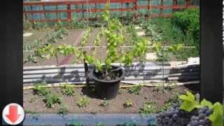 Growing Zinfandel Grapes [upl. by Anillek]