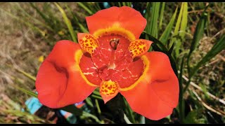 Tigridia pavonia var speciosa the tiger flower one of the strangest and most bizarre flowers [upl. by Saks]