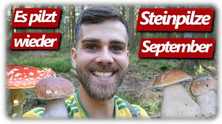 Pilze ohne Ende  Beste Steinpilze madenfrei sammeln endlich Pilzglück im September [upl. by Yesrej622]