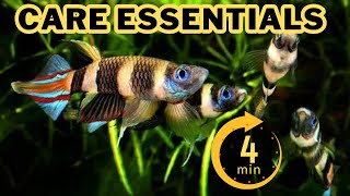 Clown Killifish Care Guide In UNDER 4 Minute [upl. by Attenyt]