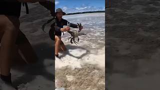 GIANT MUDCRAB barehanded catch for I fishing mudcrab fish [upl. by Esimaj]