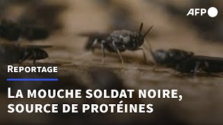 La mouche soldat noire une source de protéines bonnes pour la planète et les animaux  AFP [upl. by Nnaeirrac]