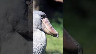 Stranger Animal  Shoebills Birds  Machine Guns Sound Like [upl. by Hofmann335]