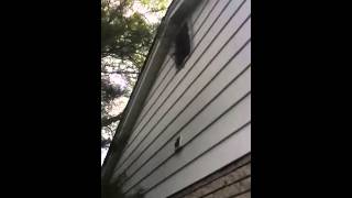 Trapping attic raccoons with the comstock trap [upl. by Galer]