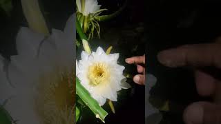 How to pollinate the Dragon Fruit Flowers [upl. by Had]