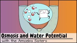 Osmosis and Water Potential Updated [upl. by Rahman]