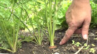 The Garden Minute When to Harvest Carrots [upl. by Zippel]