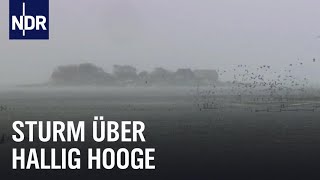 Land unter auf Hallig Hooge  die nordstory  NDR Doku [upl. by Nallid]