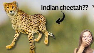 The Race to restore the Indian cheetah after extinction [upl. by Peterec928]