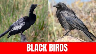 Black Birds In Florida With Sounds and Names for Babies amp Toddlers [upl. by O'Callaghan769]