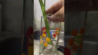 Propagating Bamboo Plant in water dracaena braunii🌱🌱bambooplantbamboo shortsyoutubeshorts [upl. by Crowell]