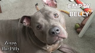 Talking Pitbull Dog Whines And Gets His Way [upl. by Ettelrac]