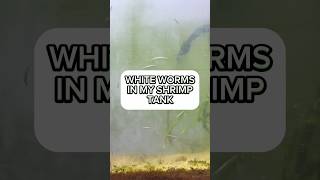 What are these white worms in my shrimptank How to remove planaria shrimptank planaria shrimps [upl. by Naynek]