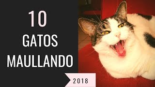 10 gatos maullando mucho y fuertePara molestar a tu gato o perro HD Sound Effect [upl. by Cuhp]