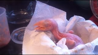 How to Feed a Baby Toco Toucan [upl. by Betteanne779]