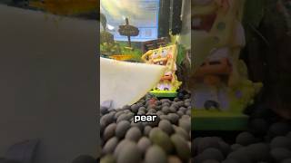 we fed shrimp a pear before and after shrimp aquarium shorts [upl. by Selec]