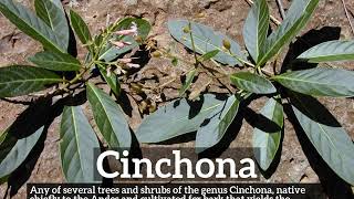 What is Cinchona  How Does Cinchona Look  How to Say Cinchona in English [upl. by Brouwer]