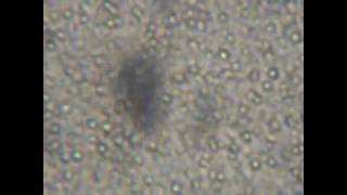 Milk 2 Microscope 1000X  Zoom [upl. by Peria]