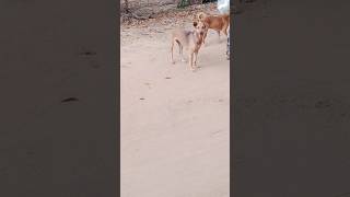 Dog dog puppy animals doglover puppie puppielove puppia cute [upl. by Elehcor]