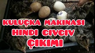 Kuluçka Makinası İle Hindi civciv Çıkımı [upl. by Cott138]