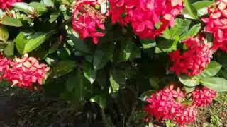 Ixora coccinea West Indian Jasmine Perennial Flower Plant [upl. by Arahsak]