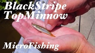 Blackstripe Topminnow MicroFishing in Kentucky [upl. by Haodnanehs]