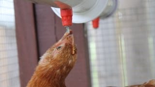 Chicken Coop Watering System [upl. by Daffy911]