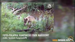 WILKI  FOTO PUŁAPKA  Kampinoski Park Narodowy  wwwLOMIANKIINFO [upl. by Parshall]