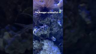 The Banggai cardinalfish underwater nemo doryfish aquariumfish bluewater sea sealife [upl. by Adnilam]