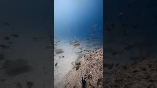 Encounter with hammerhead hammerheads sealife oceanlife [upl. by Aneled]